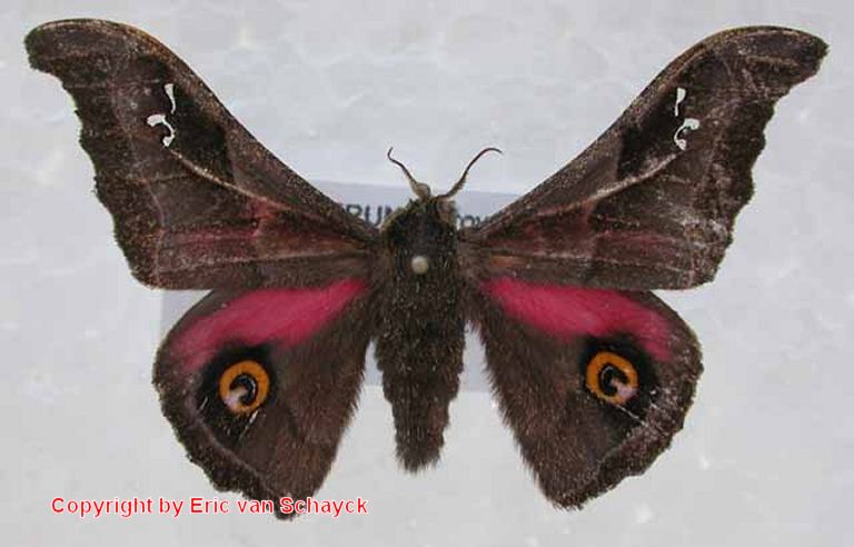 SATURNIIDAE World Homepage für den Saturniidenfreund